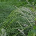 Stipa pennata